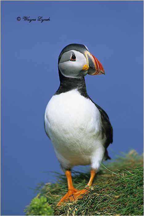 Atlantic Puffin 101 by Dr. Wayne Lynch &copy;